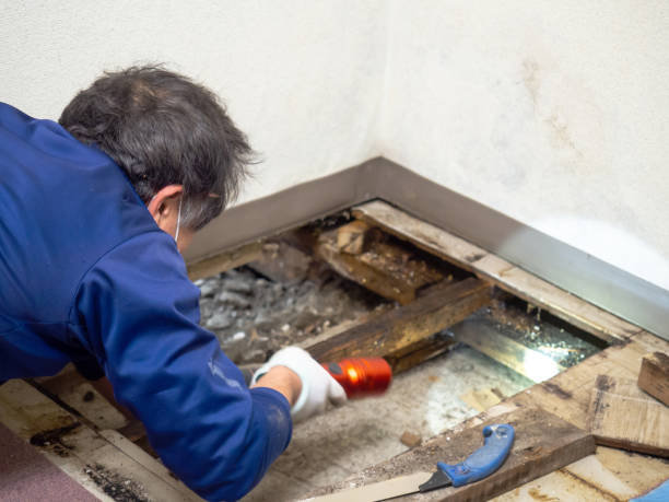 Best Mold Remediation  in Bowling Green, VA