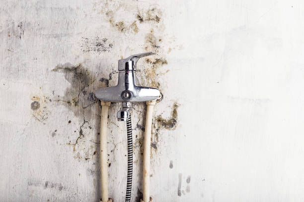Best Toxic Mold Removal  in Bowling Green, VA