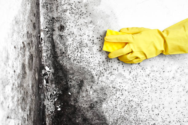 Best Mold Testing  in Bowling Green, VA
