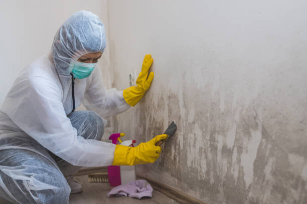 Best Best Mold Removal Companies  in Bowling Green, VA