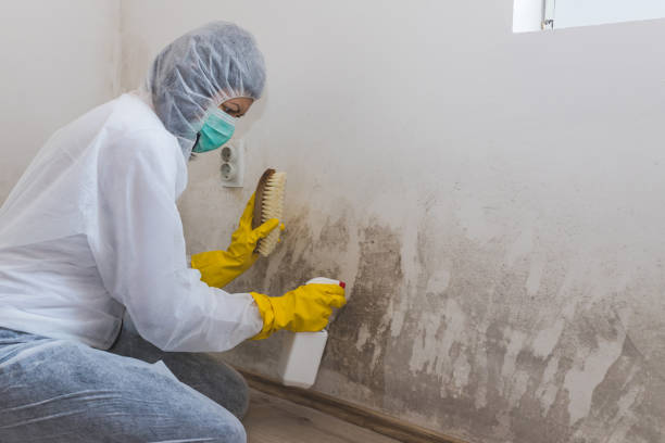 Best Certified Mold Removal  in Bowling Green, VA