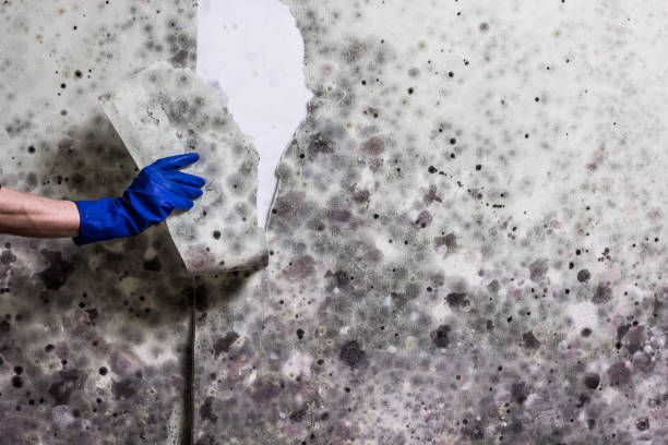 Best Mold Cleaning Services  in Bowling Green, VA