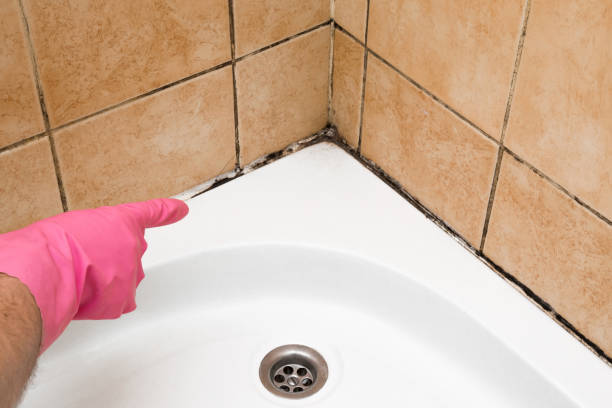 Best Same-Day Mold Removal  in Bowling Green, VA